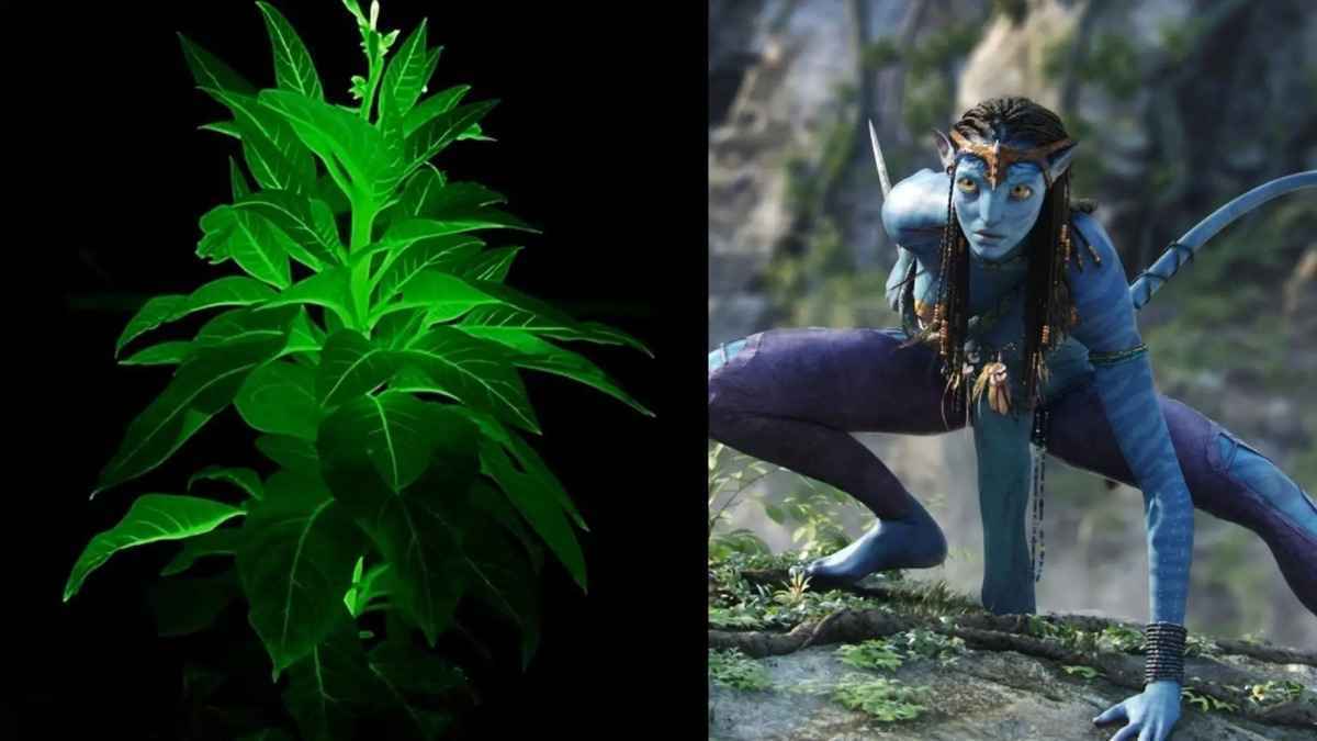 Chine : des plantes bioluminescentes, un pas vers pandora ?