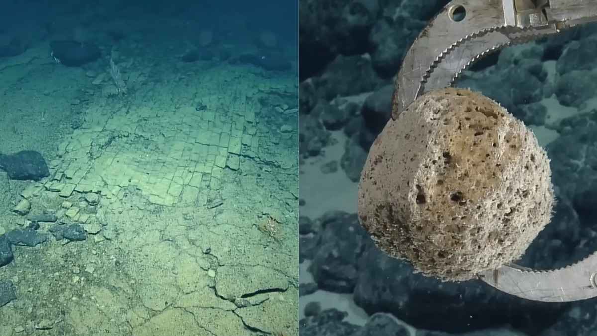 Un chemin d'écailles sous les abysses : la science déconstruit une illusion